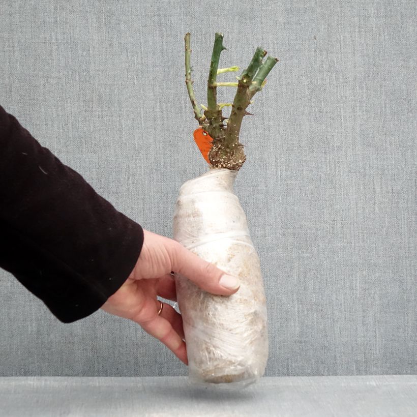 Spécimen de Rosier couvre-sol Double Knock Out Racines nues en motte tel que livré en hiver