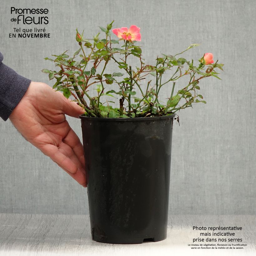 Spécimen de Rosier couvre-sol Happy Chappy  Pot de 3L/4L tel que livré en automne