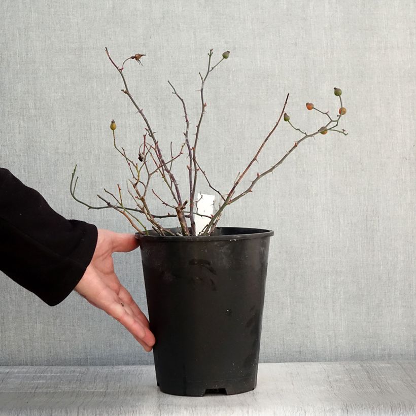 Spécimen de Rosier couvre-sol Happy Chappy  Pot de 3L/4L tel que livré en hiver