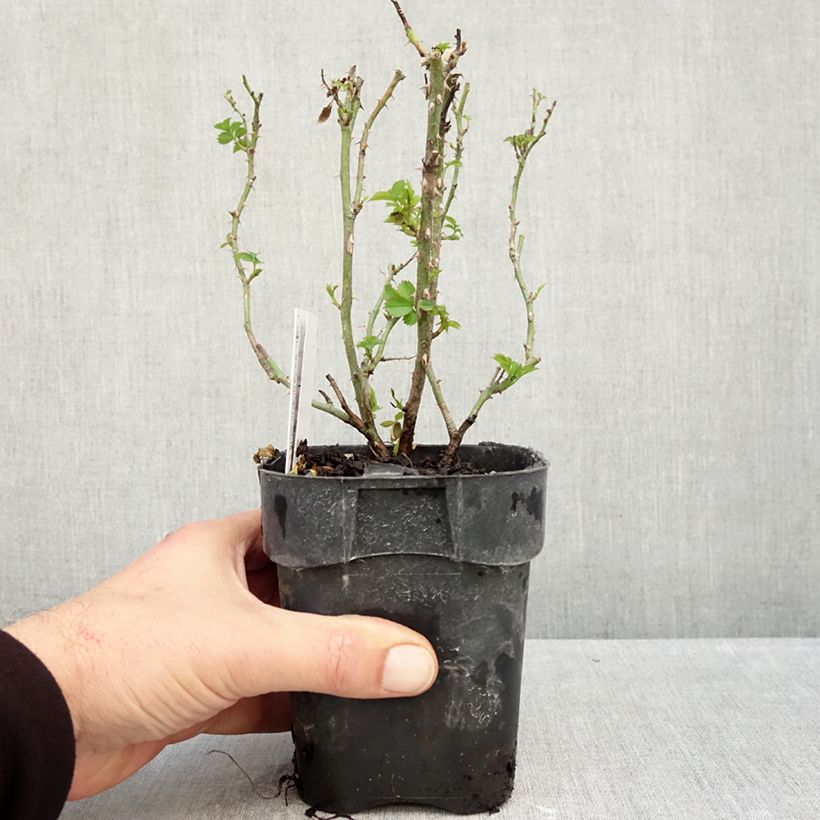 Spécimen de Rosier couvre-sol Larissa Pot de 10 cm/11cm Issu de bouture tel que livré en automne