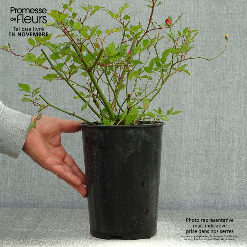 Spécimen de Rosier arbustif Lavender Dream Pot de 2L/3L tel que livré en automne