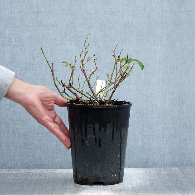 Spécimen de Rosier couvre-sol Mainaufeuer Pot de 4L/5L tel que livré en automne