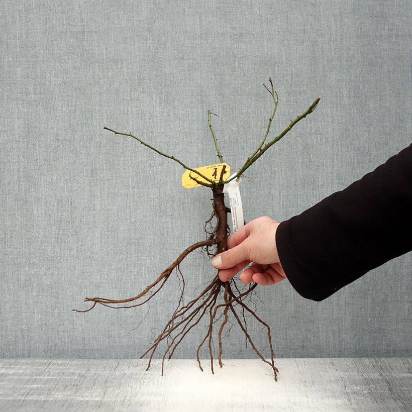 Spécimen de Rosier couvre-sol Mirato Racines nues tel que livré en hiver