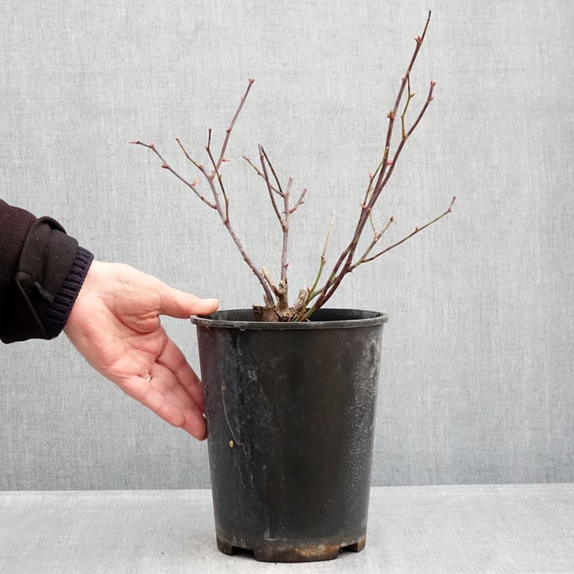 Spécimen de Rosier couvre-sol Pink Double Knock Out Pot de 4L/5L tel que livré en hiver