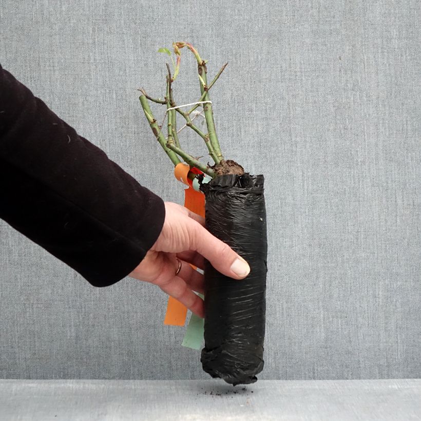 Spécimen de Rosier couvre-sol Pink Double Knock Out Racines nues en motte tel que livré en hiver