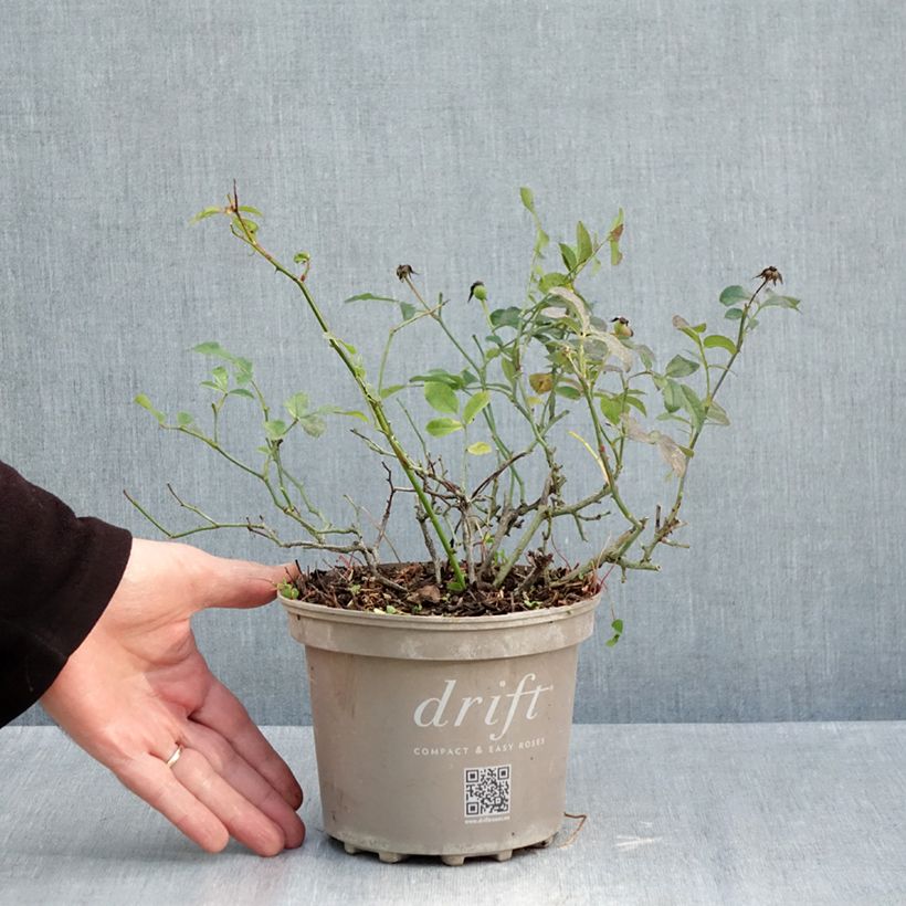 Spécimen de Radis Vienna F1 - Raphanus sativus le sachet de 500 graines environ (5g) tel que livré en automne