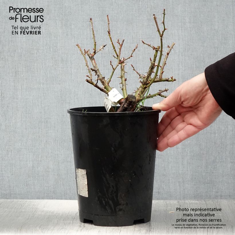 Spécimen de Rosier couvre-sol Pink Flash Pot de 4L/5L tel que livré en hiver
