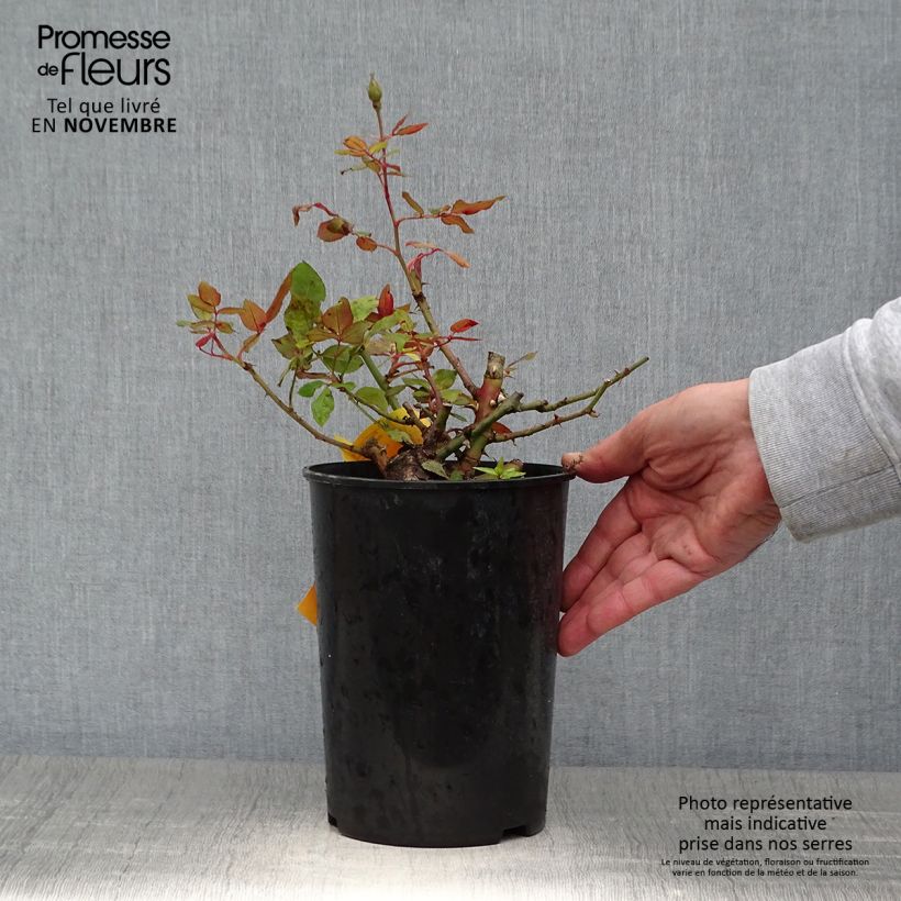 Spécimen de Rosier couvre-sol Pink Knock Out (Rodin) Pot de 3L/4L tel que livré en automne