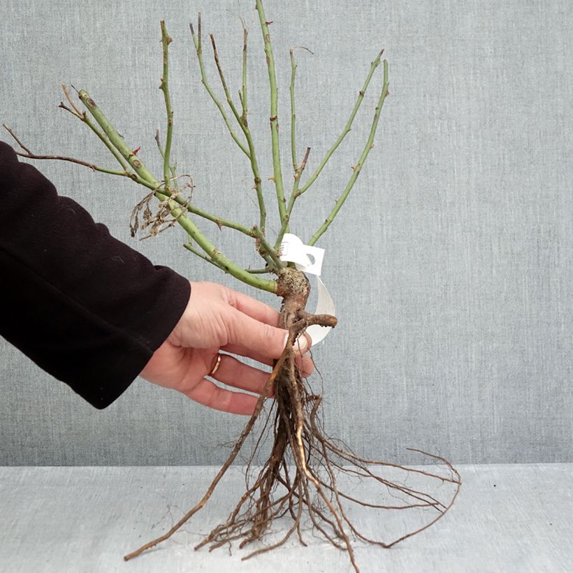 Spécimen de Rosier couvre-sol Pink Knock Out (Rodin) Petites Racines nues tel que livré en hiver