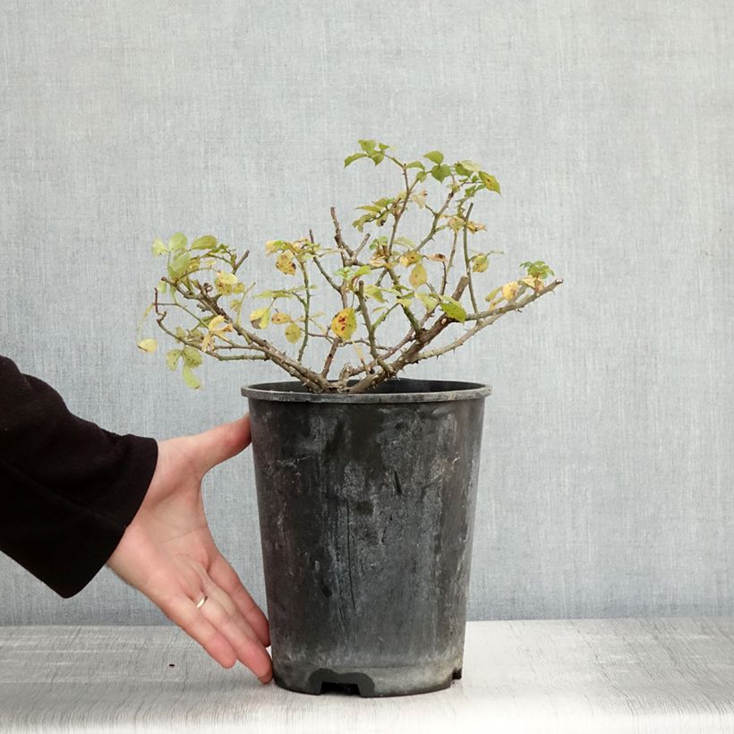 Spécimen de Rosier couvre-sol Rigo Diamant Pot de 3L/4L tel que livré en automne