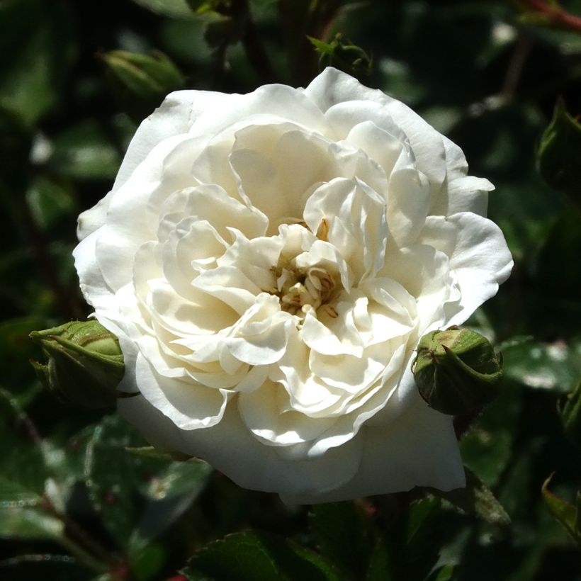 Rosier couvre-sol Sea Foam (Floraison)
