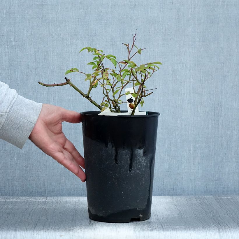 Spécimen de Rosier couvre-sol Snow Star Pot de 4L/5L tel que livré en automne
