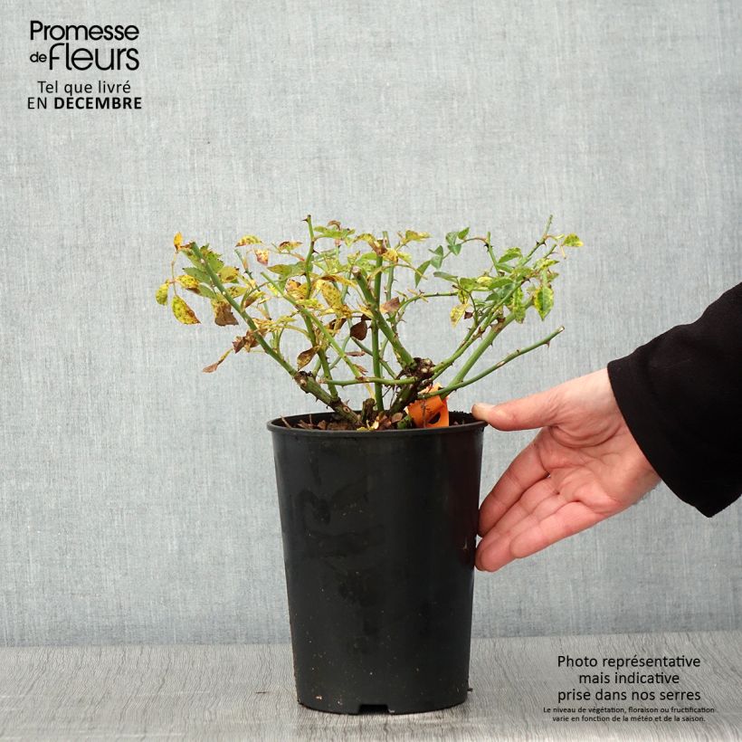 Spécimen de Rosier couvre-sol Swany Pot de 3L/4L tel que livré en automne