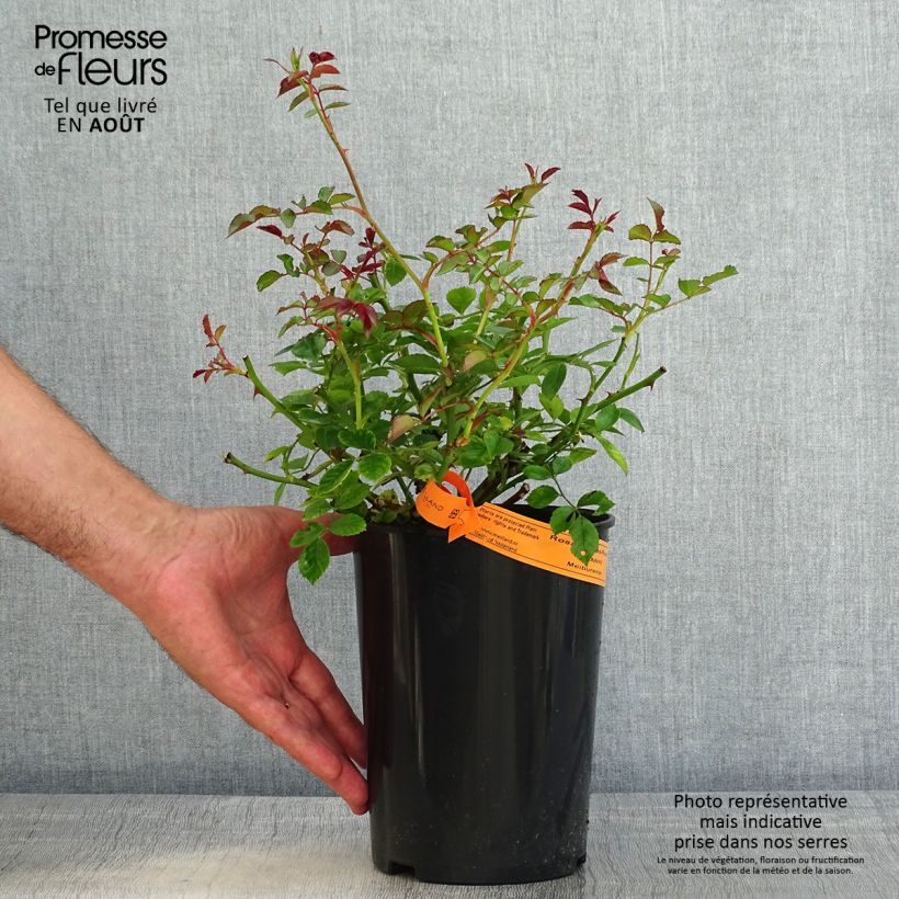 Spécimen de Rosier couvre-sol Swany Pot de 3L/4L tel que livré en été