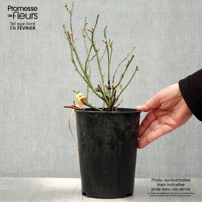 Spécimen de Rosier couvre-sol Swany Pot de 3L/4L tel que livré en hiver