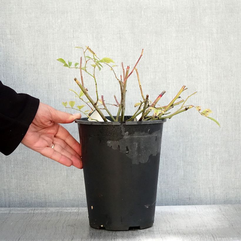 Spécimen de Rosier couvre-sol Tapis Volant Pot de 4L/5L tel que livré en automne