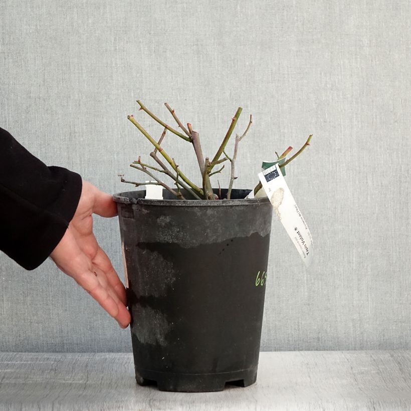 Spécimen de Rosier couvre-sol Tapis Volant Pot de 4L/5L tel que livré en hiver