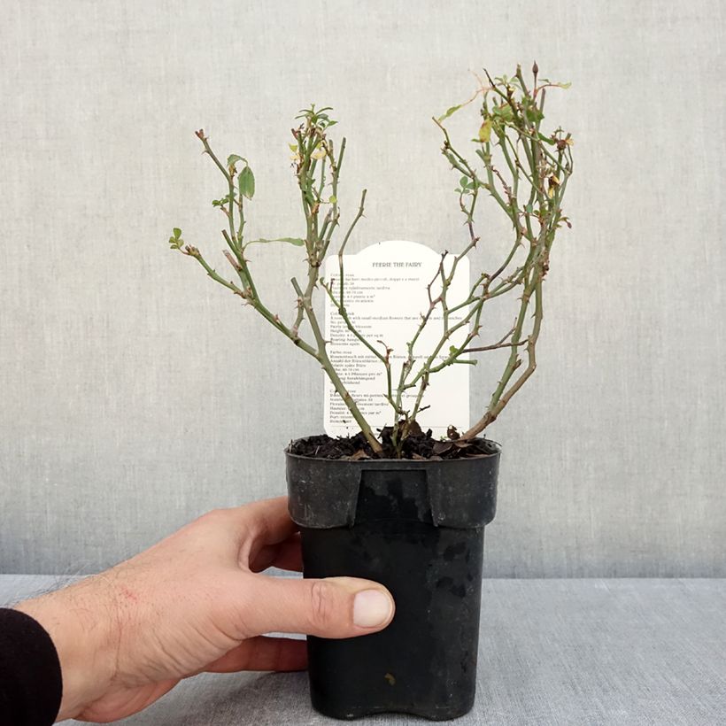 Spécimen de Rosier couvre-sol The Fairy Pot de 10 cm/11cm Issu de bouture tel que livré en automne