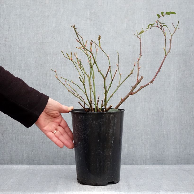 Spécimen de Rosier couvre-sol The Faun Pot de 4L/5L tel que livré en hiver