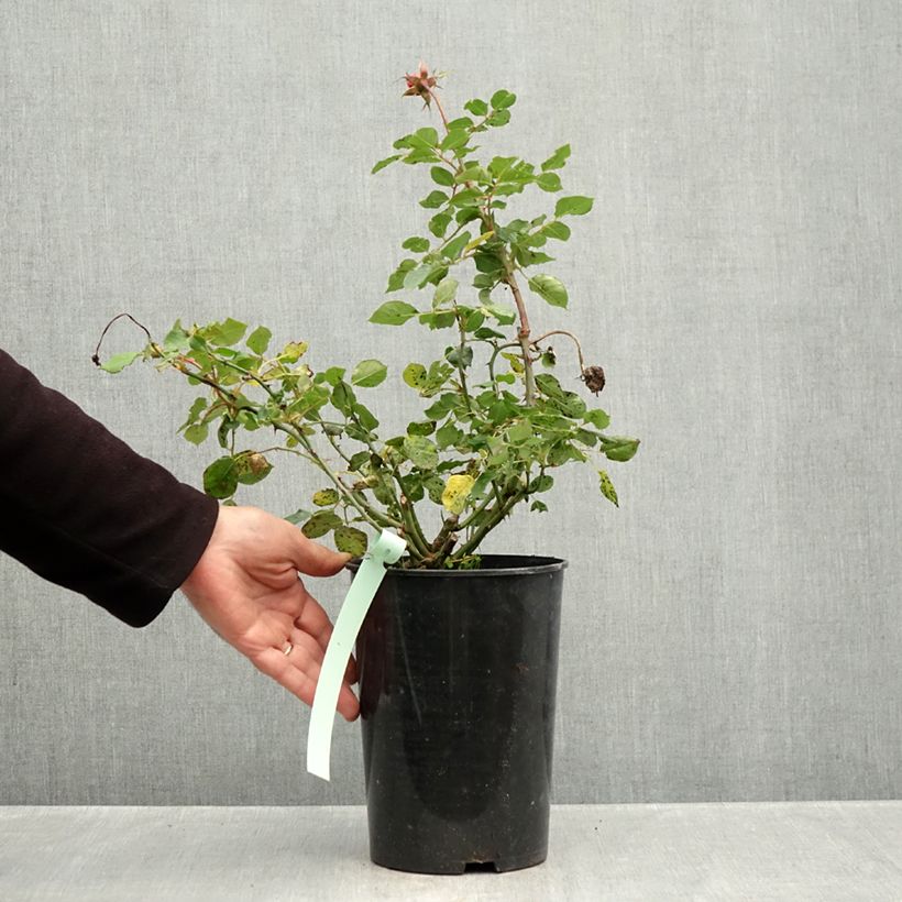 Spécimen de Rosier David Austin Boscobel Pot de 4L/5L tel que livré en automne