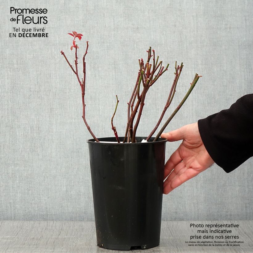 Spécimen de Rosier David Austin Brother Cadfael Pot de 4L/5L tel que livré en automne