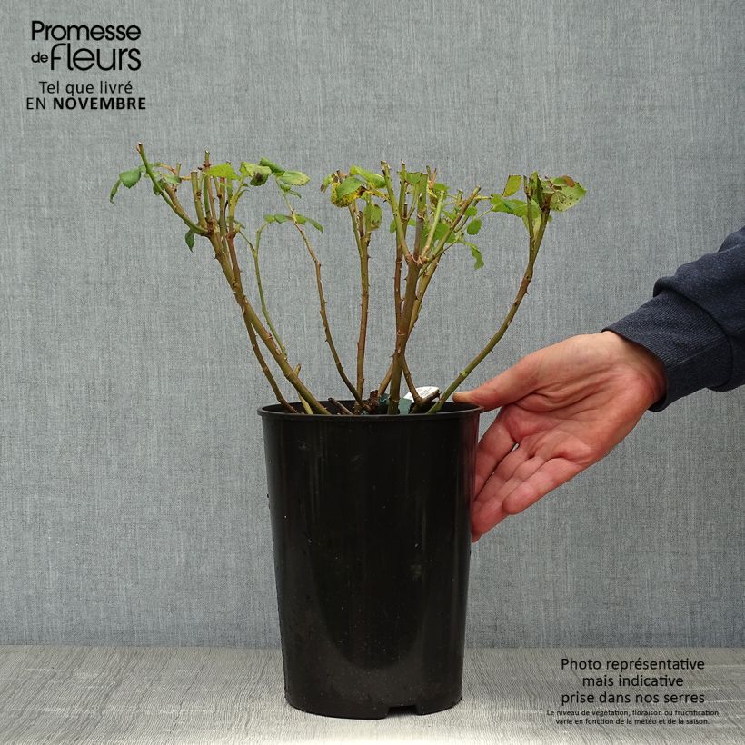 Spécimen de Rosier David Austin Charles Darwin Pot de 4L/5L tel que livré en automne