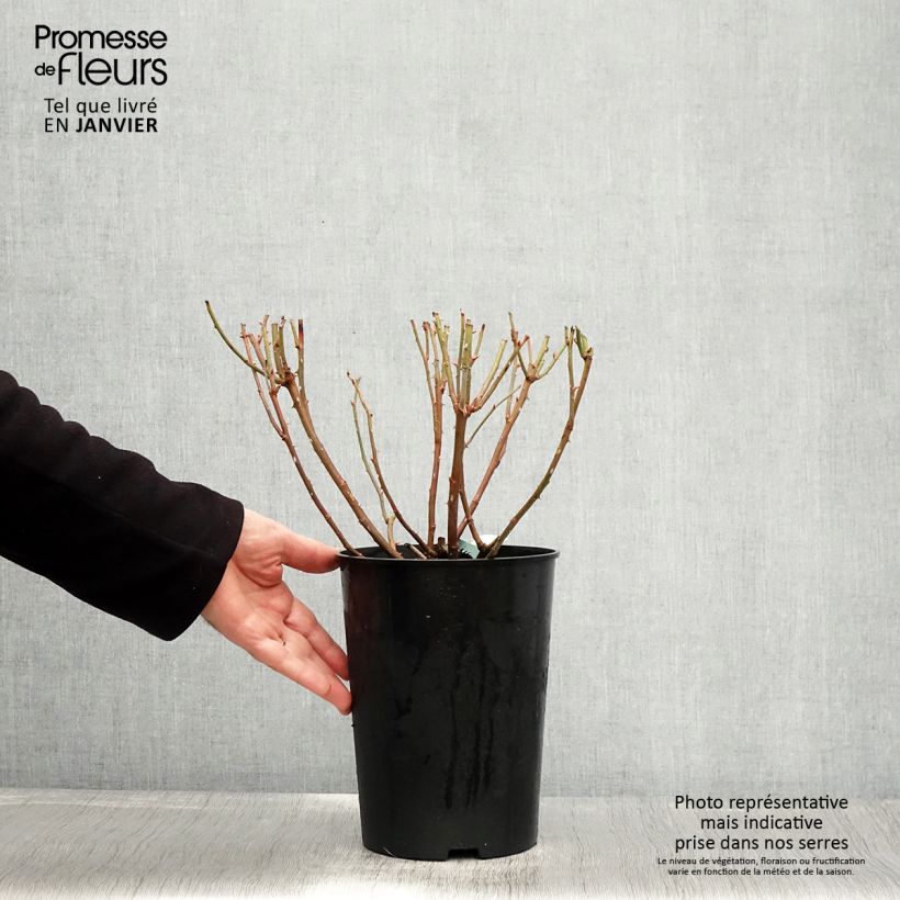 Spécimen de Rosier David Austin Charles Darwin Pot de 4L/5L tel que livré en hiver