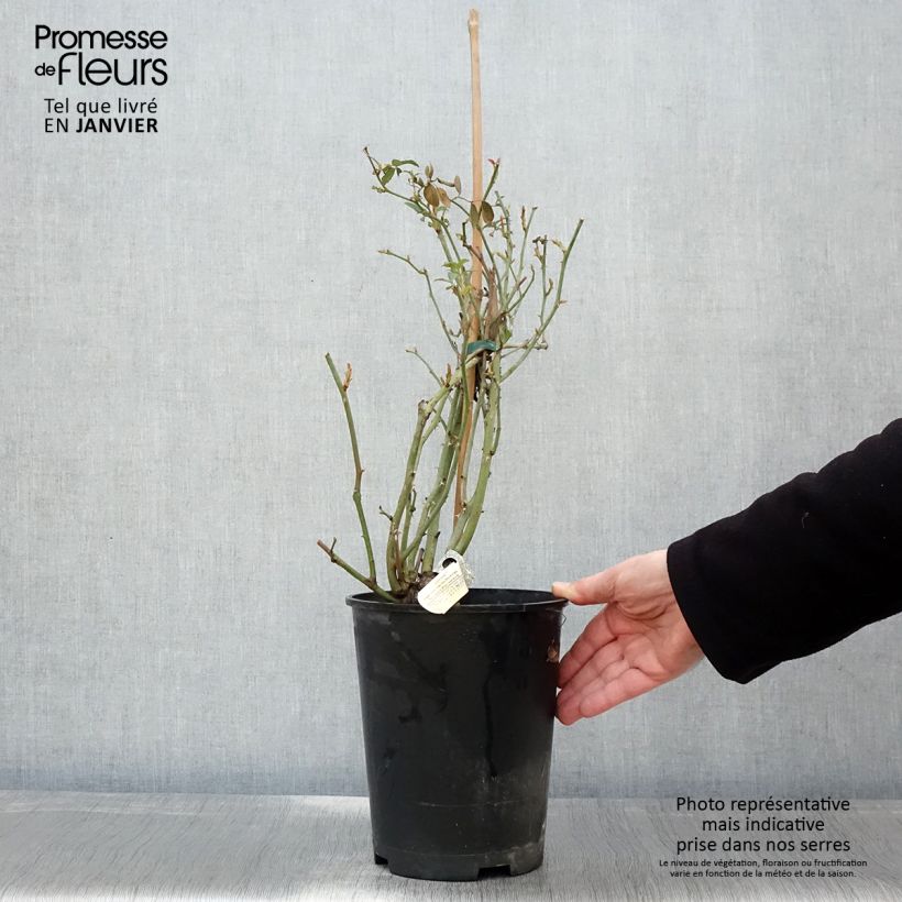 Spécimen de Rosier David Austin Claire Austin Pot de 4L/5L tel que livré en hiver