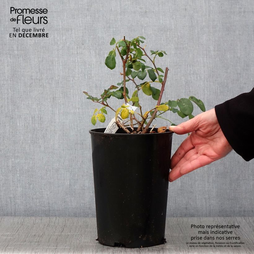 Spécimen de Rosier David Austin Dame Judi Dench Pot de 4L/5L tel que livré en automne