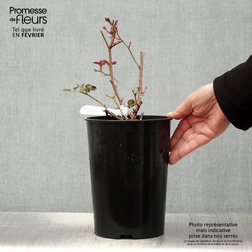 Spécimen de Rosier David Austin Dame Judi Dench Pot de 4L/5L tel que livré en hiver
