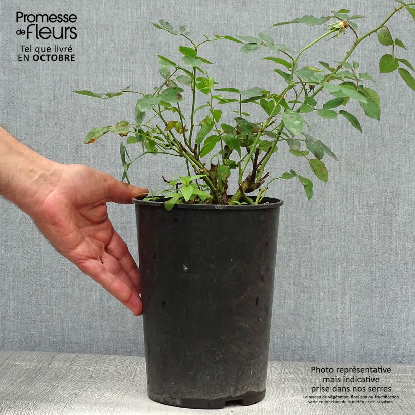 Spécimen de Rosier David Austin Darcey Bussel Pot de 4L/5L tel que livré en automne
