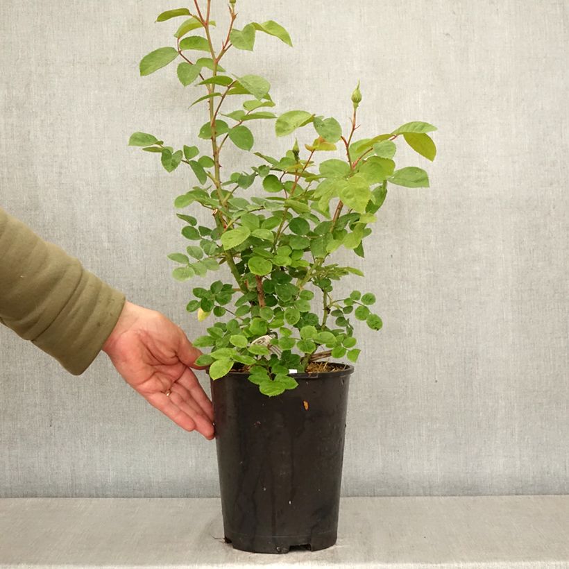 Spécimen de Rosier David Austin Elizabeth Ausmajesté Pot de 4L/5L tel que livré au printemps