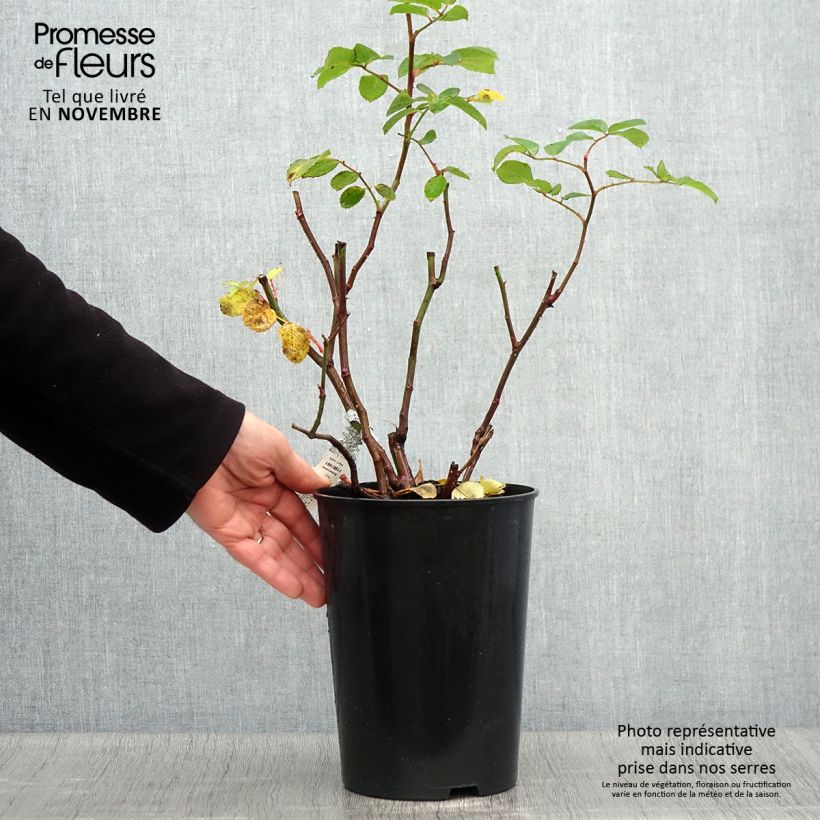 Spécimen de Rosier David Austin Emily Brontë Pot de 4L/5L tel que livré en automne