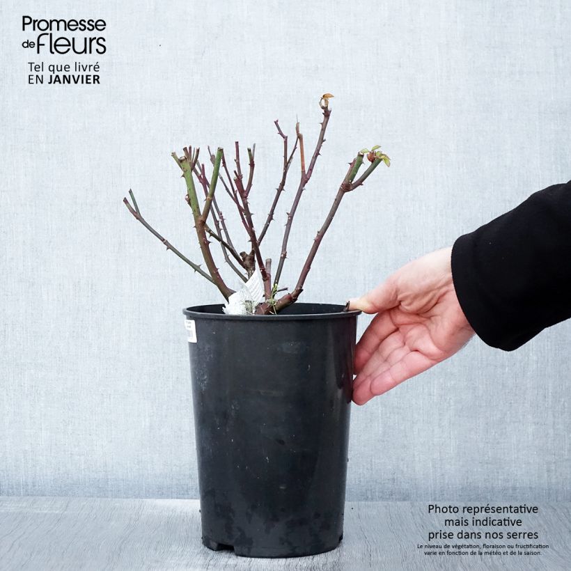 Spécimen de Rosier David Austin Gentle Hermione Pot de 4L/5L tel que livré en hiver
