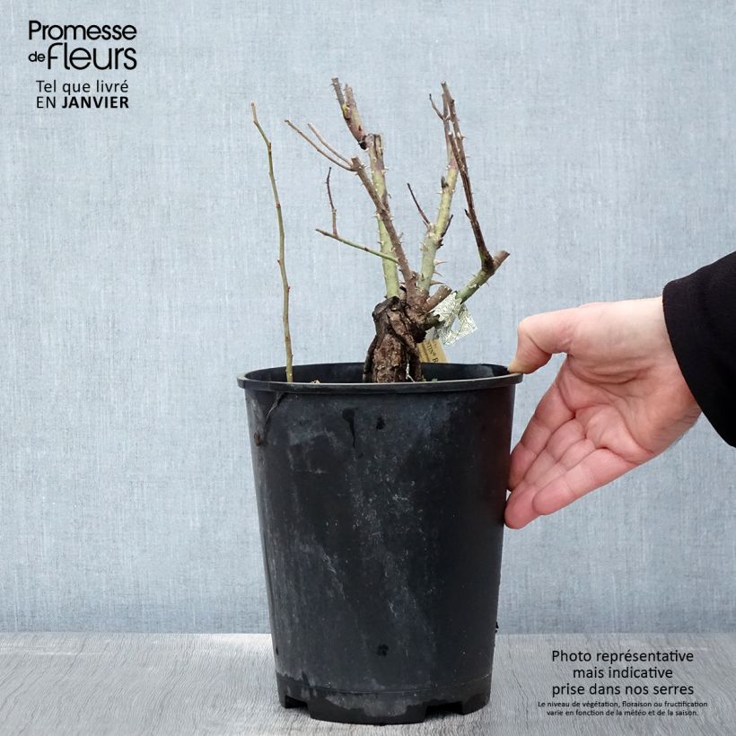Spécimen de Rosier David Austin Gertrude Jekyll Pot de 4L/5L tel que livré en hiver