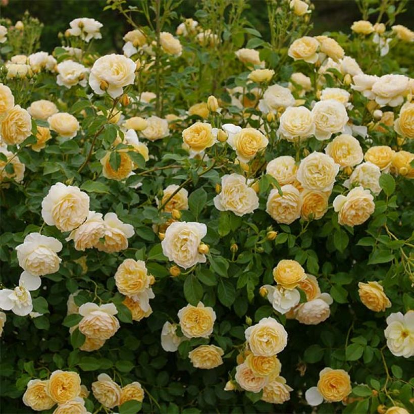 Rosier David Austin Graham Thomas (Floraison)