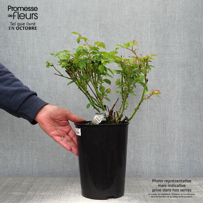 Spécimen de Rosier David Austin Graham Thomas  Pot de 4L/5L tel que livré en automne