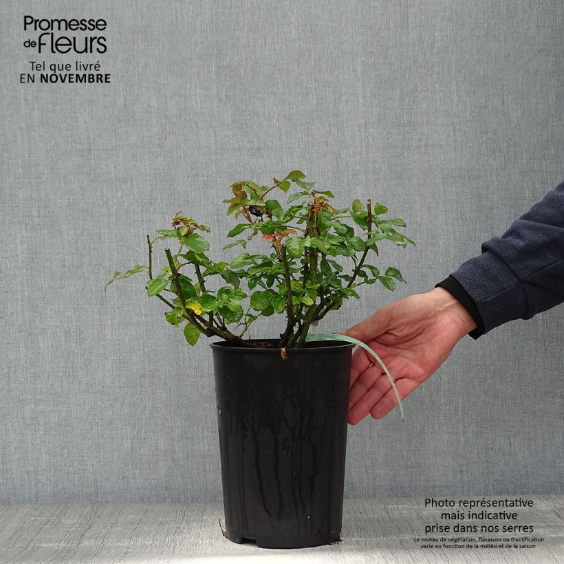 Spécimen de Rosier David Austin Imogen Pot de 4L/5L tel que livré en automne