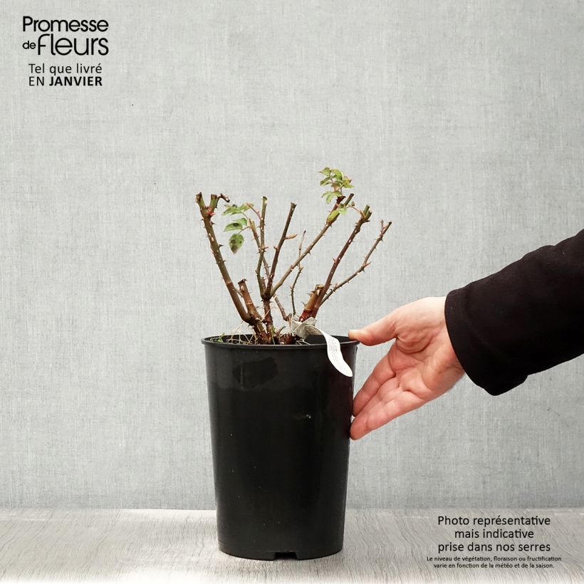 Spécimen de Rosier David Austin Imogen Pot de 4L/5L tel que livré en hiver