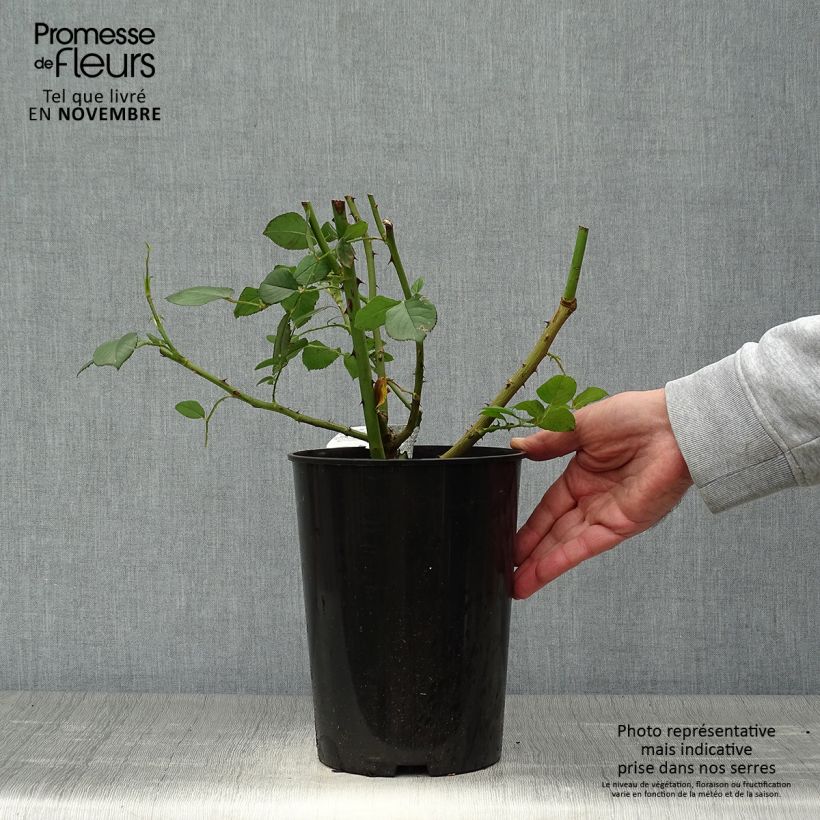 Spécimen de Rosier David Austin James Galway Pot de 4L/5L tel que livré en automne