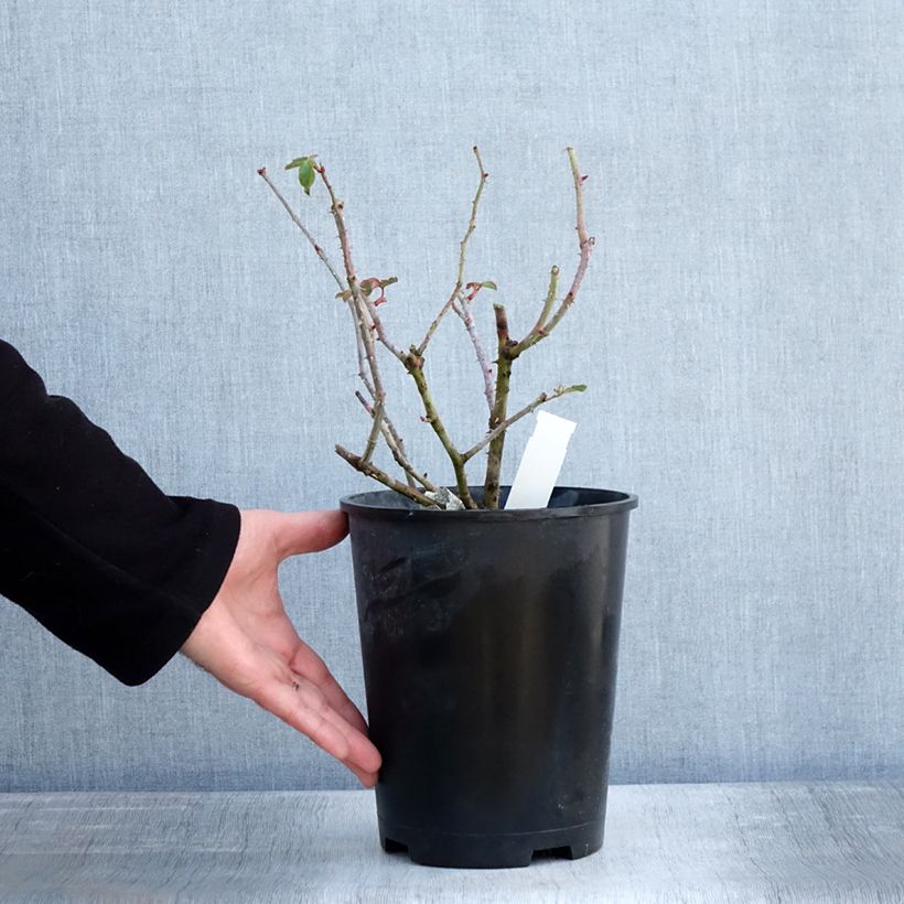 Spécimen de Rosier David Austin James L. Austin  Pot de 3L/4L tel que livré en hiver