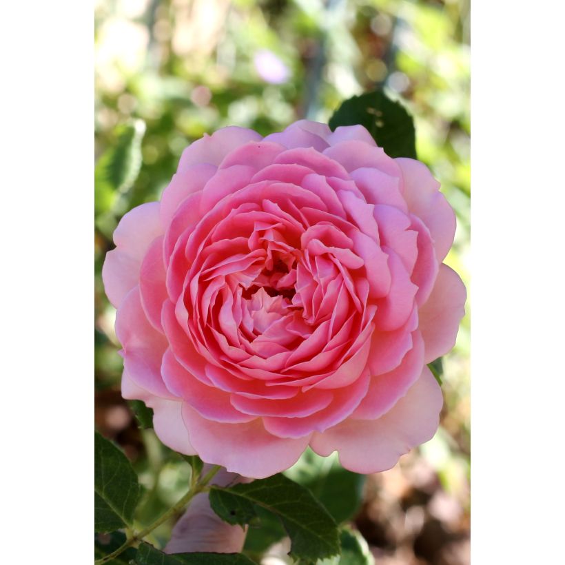Rosier David Austin Jubilee Celebration (Floraison)