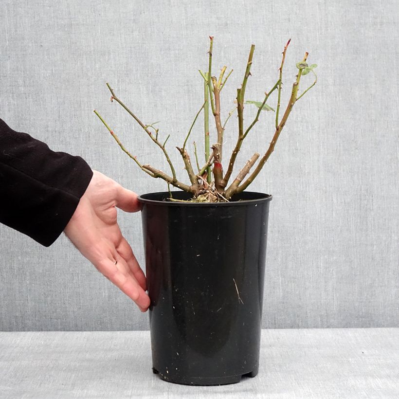 Spécimen de Rosier David Austin Lady Of Shalott  Pot de 4L/5L tel que livré en hiver