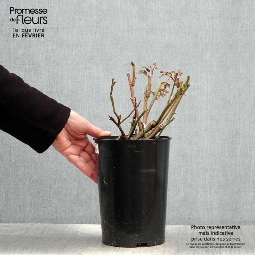 Spécimen de Rosier David Austin Lichfield Angel  Pot de 4L/5L tel que livré en hiver