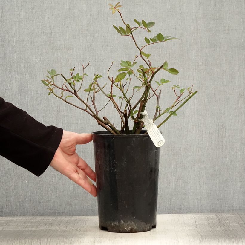 Spécimen de Rosier David Austin Malvern Hills  Pot de 4L/5L tel que livré en hiver