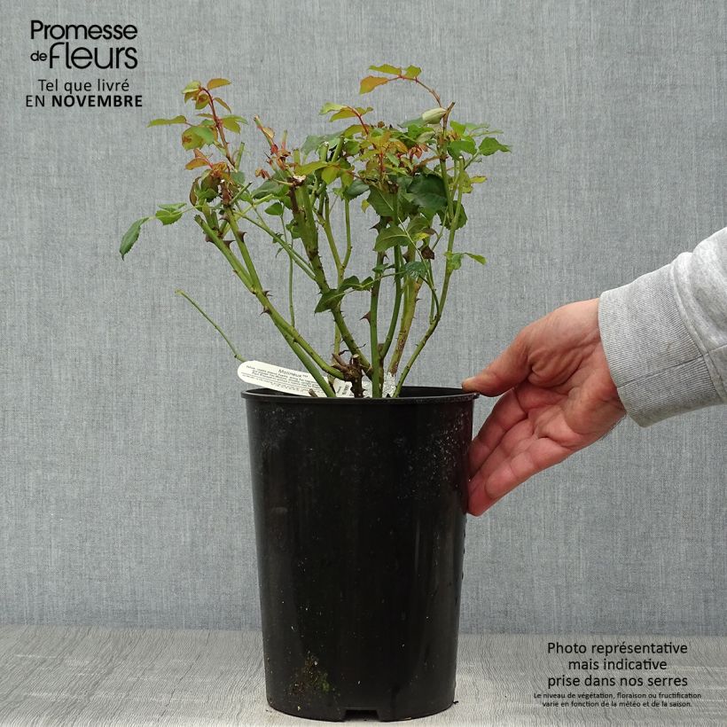 Spécimen de Rosier David Austin Molineux Pot de 4L/5L tel que livré en automne