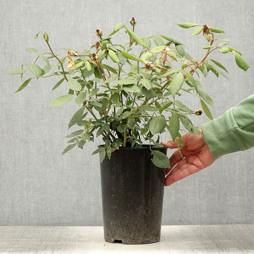 Spécimen de Rosier David Austin Mortimer Sackler grimpant Pot de 4L/5L tel que livré en été