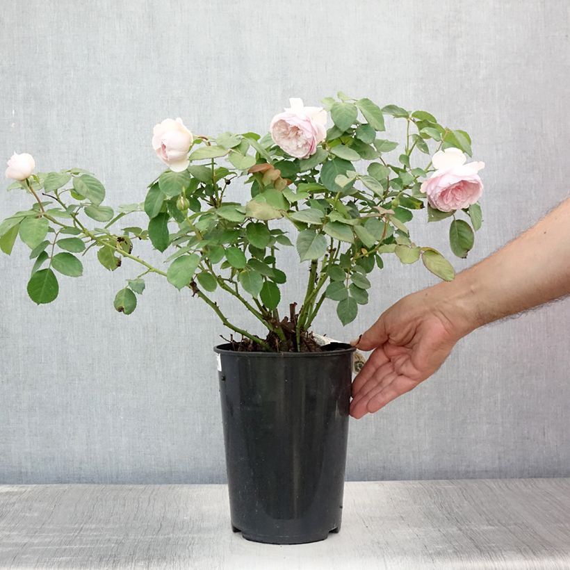 Spécimen de Rosier David Austin Olivia Rose Austin  Pot de 4L/5L tel que livré en été