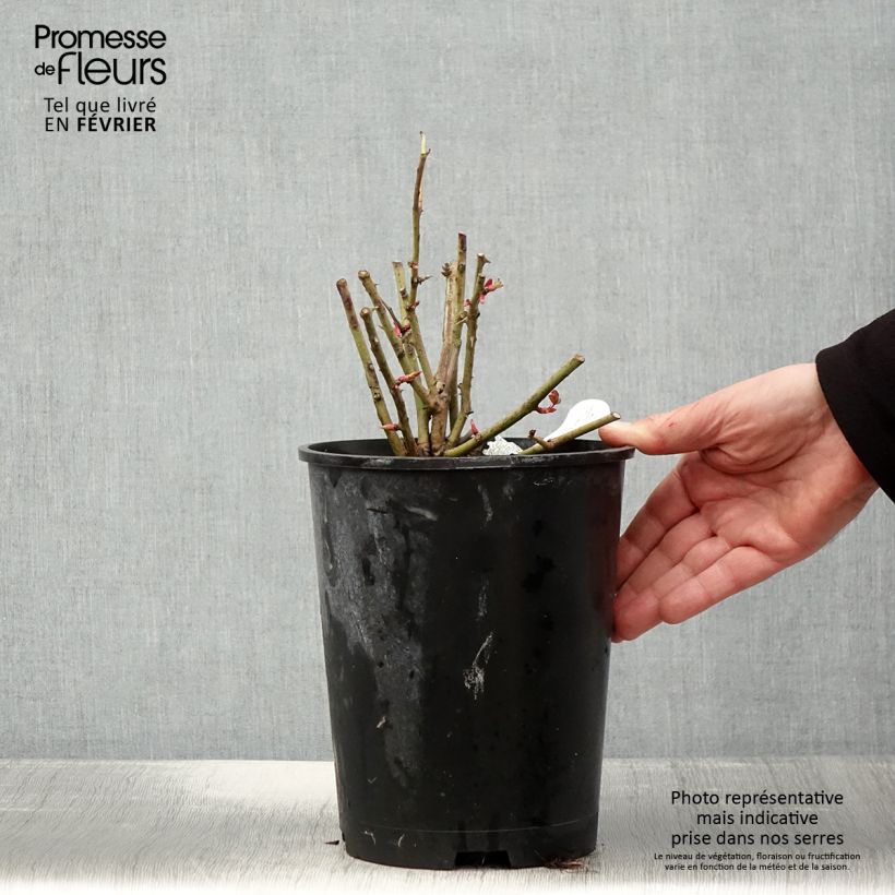 Spécimen de Rosier David Austin Port Sunlight Pot de 4L/5L tel que livré en hiver