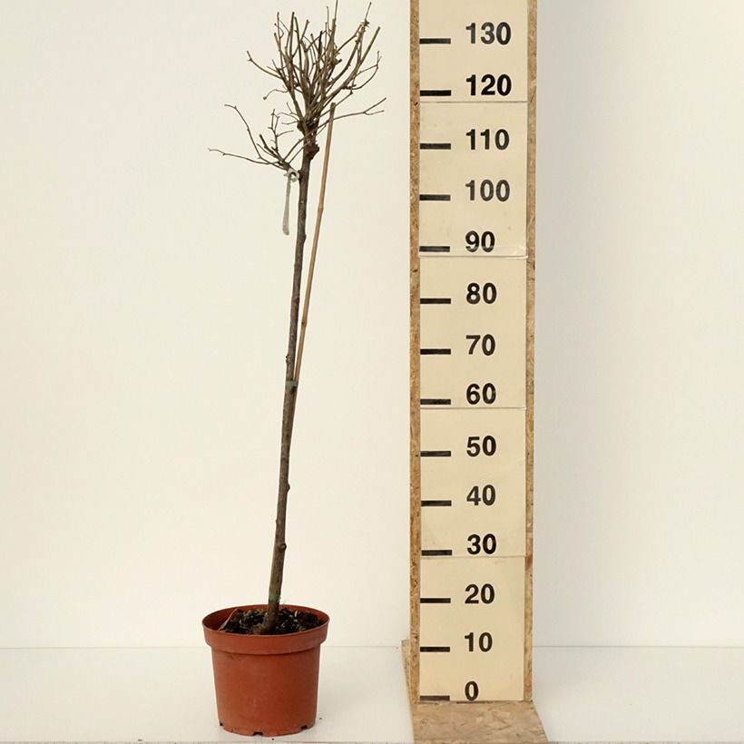 Spécimen de Rosier David Austin Port Sunlight Pot de 7,5L/10L, Tige, tige de 90cm tel que livré en hiver